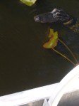 Don't Fall Off Your Air Boat When Taking Photos of Alligators