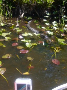 Alligators Can Grow Up To 18ft