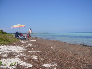 Bahia Honda Beach Sea Grass Is A Poor Substitute For Sand