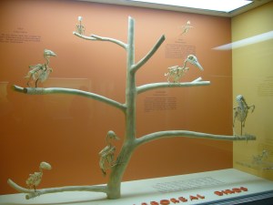 Even Dead Birds Like A Tree