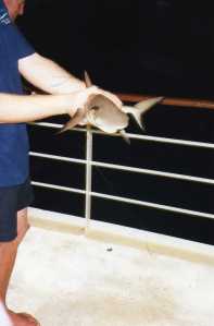 Did I ever tell you about the time I caught a shark?