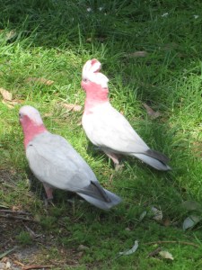 Cockatoos