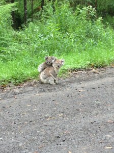 Double Koala!