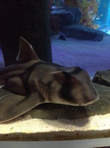 Port Jackson Shark
