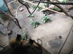 Melbourne Zoo Monkeys