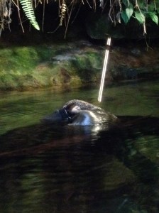 Melbourne Zoo Platypus
