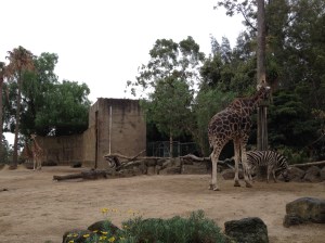 Melbourne Zoo Zebra Giraffe