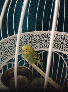 Marty The Budgie