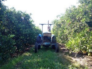 Tractor Between The Trees