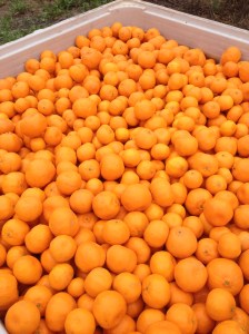A Full Bin of Mandarins