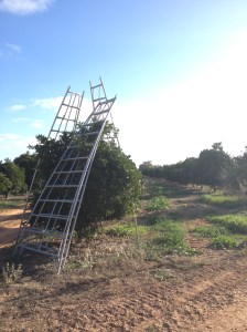 Picking Ladders
