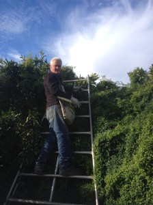 Garry Picking Oranges