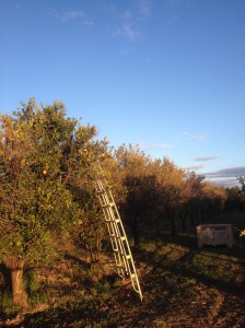 The End Of A Row Of Mandarins