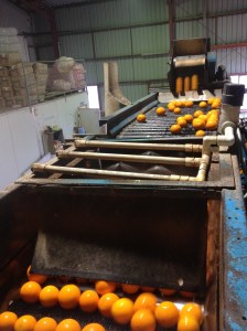 The Juicer In Action