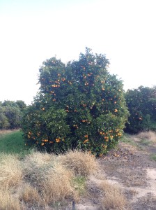 A Loaded Orange Tree