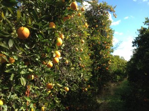 A Row In The Orange Orchard