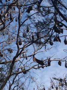 Grey-Headed Flying Foxes
