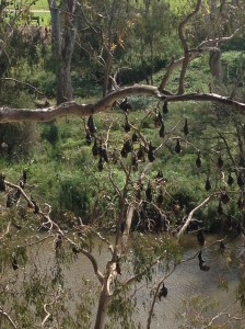 Hanging Flying Foxes