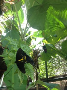Butterfly Kingdom