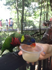 Rainbow Lorikeet