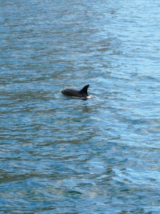 Common Bottle Nosed Dolphin