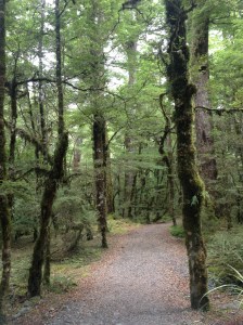 Lake Gunn Nature Walk