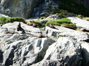 New Zealand Fur Seals