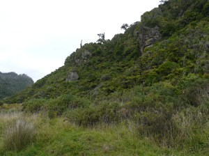 Limestone Ridges In The Rainforest