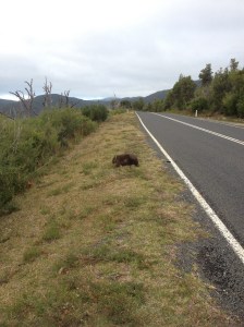 A Wombat