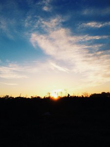 A kangaroo silhouetted by the sun.  