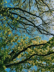 New Growth On Old Oaks