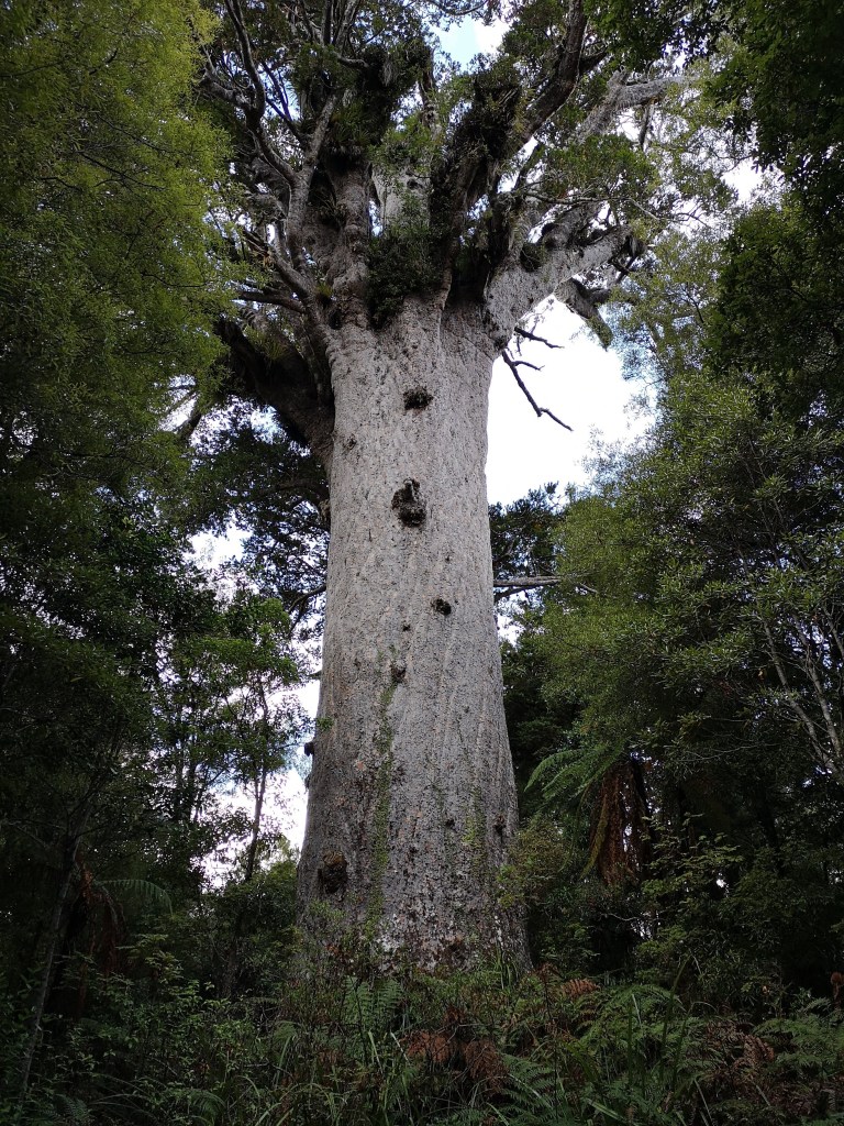 Tāne Mahuta