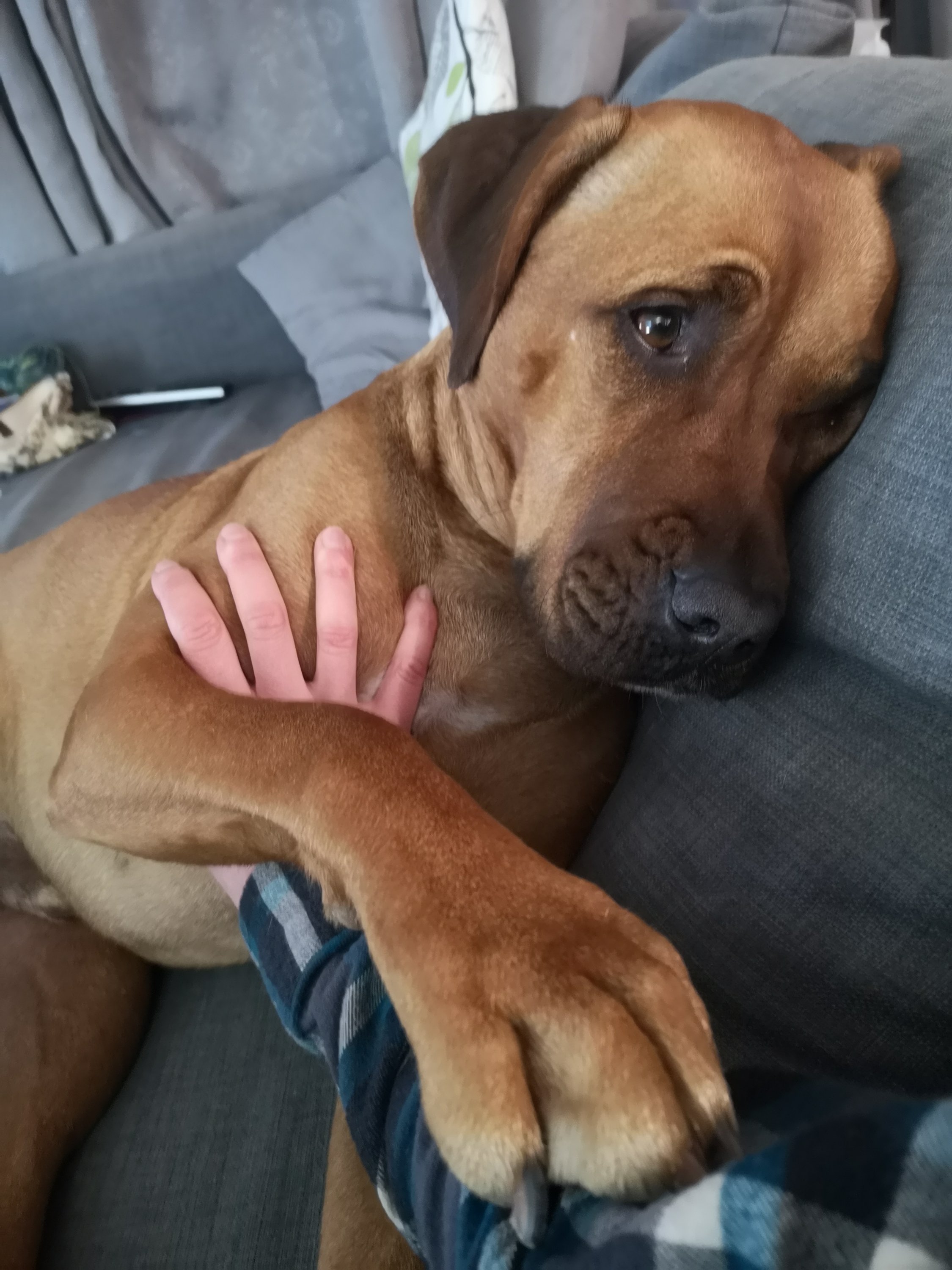 Puppy Love Puppy Love