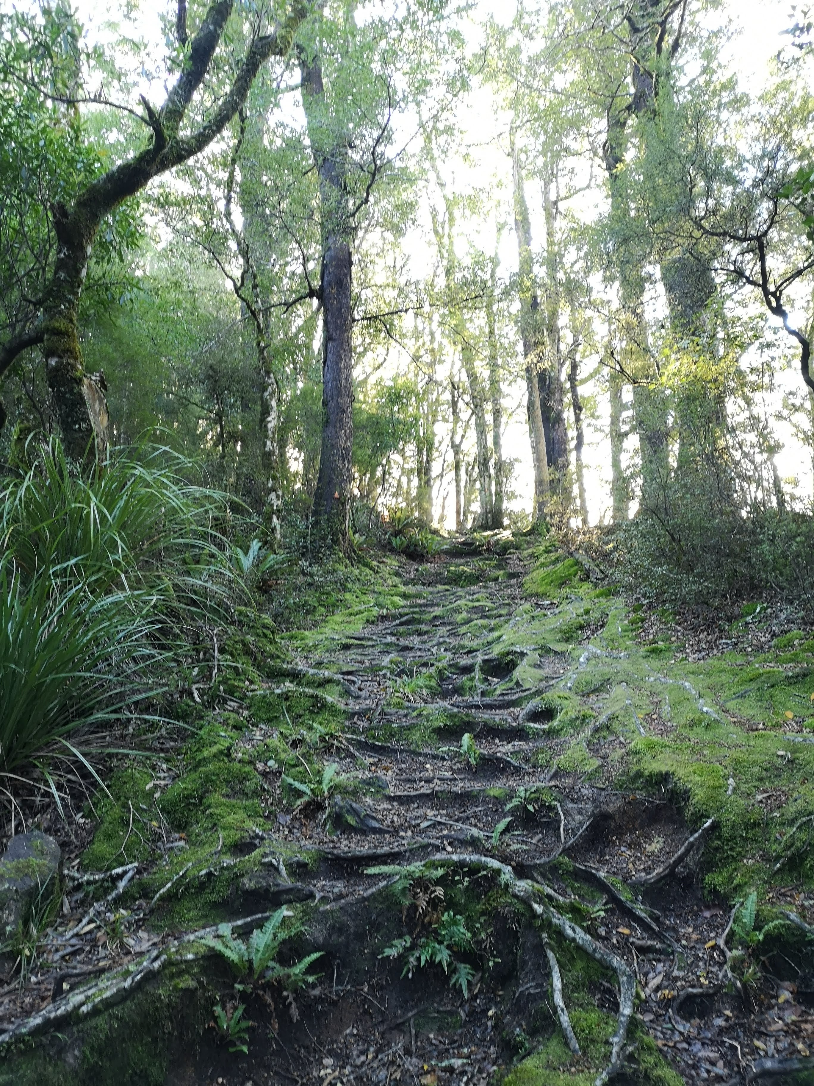 Lake Waikaremoana Great Walk