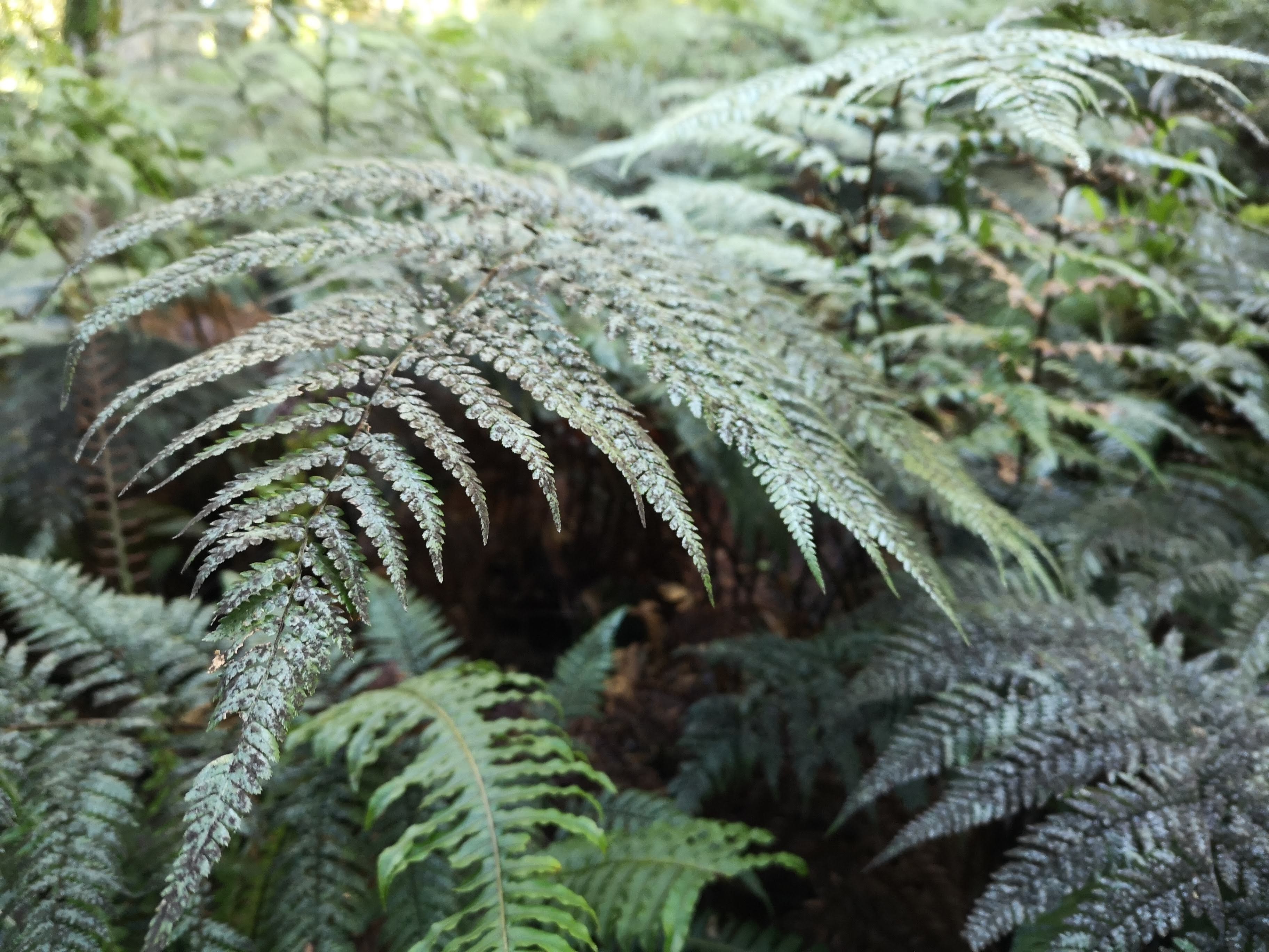 Ferns