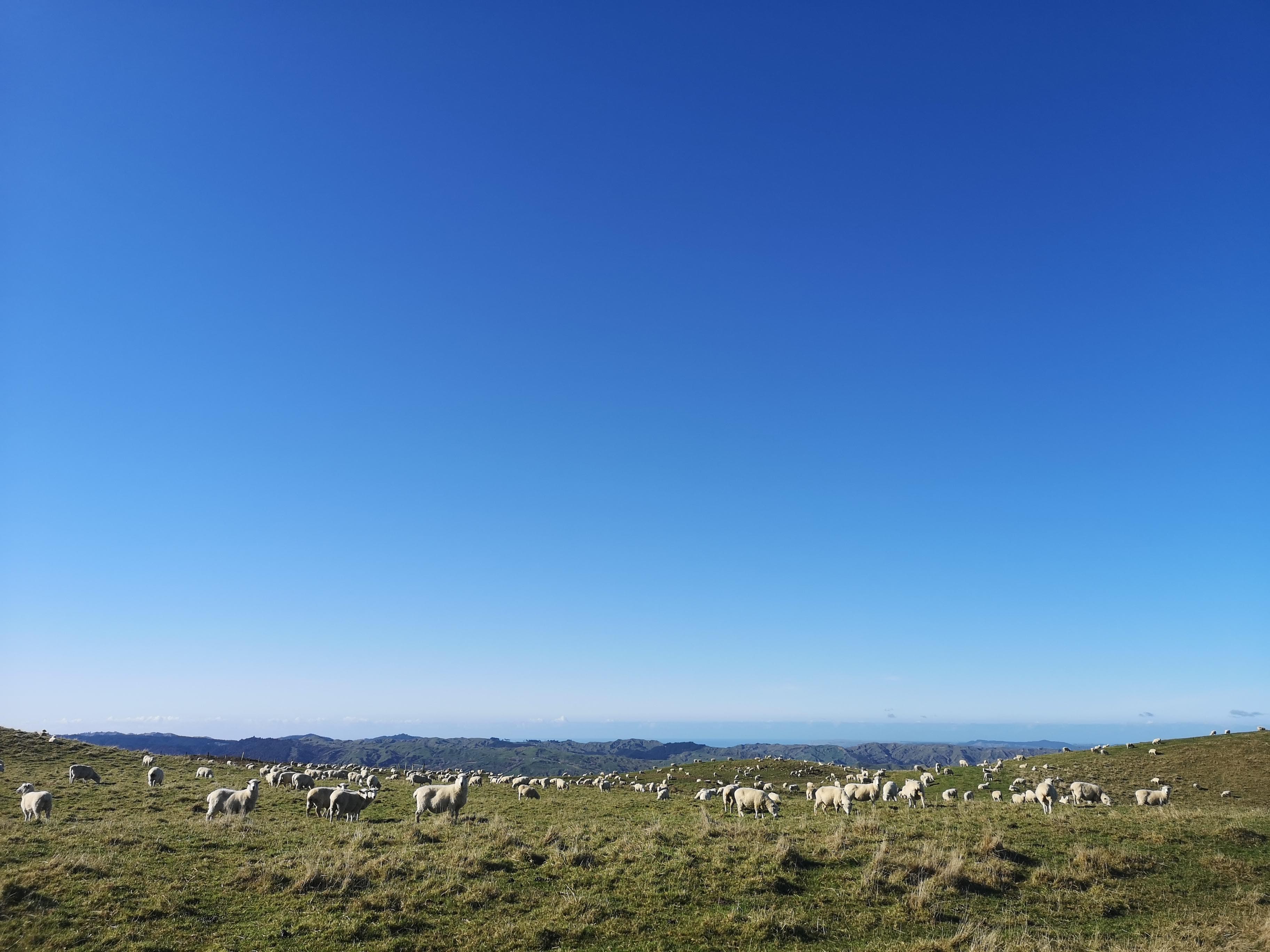 A Field Full of Sheep