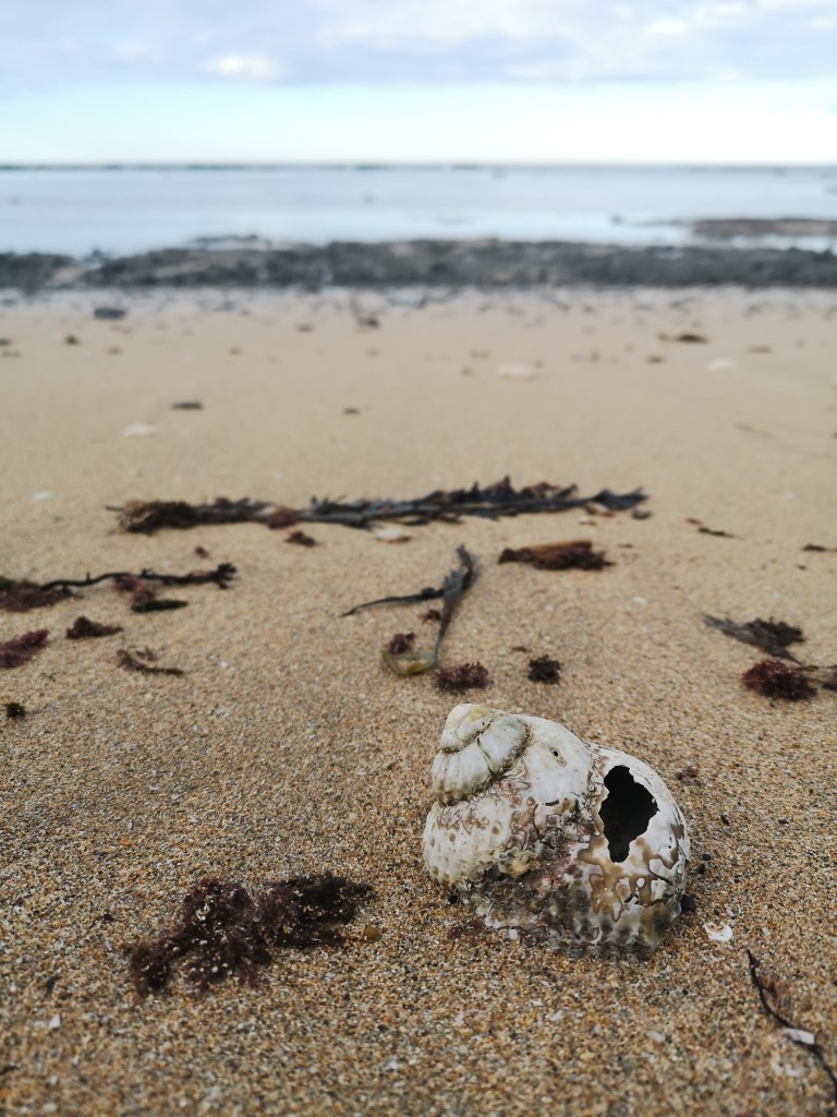 Te Tapuwae o Rongokako Marine Reserve