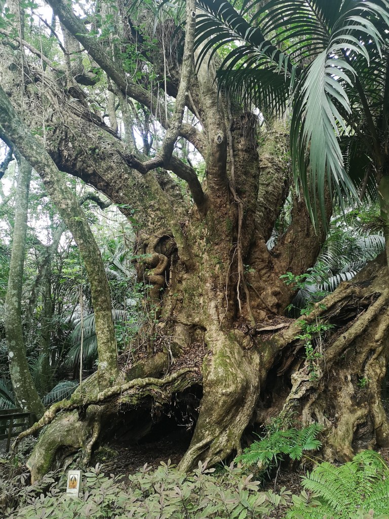 Taketakerau in Hukutaia Domain