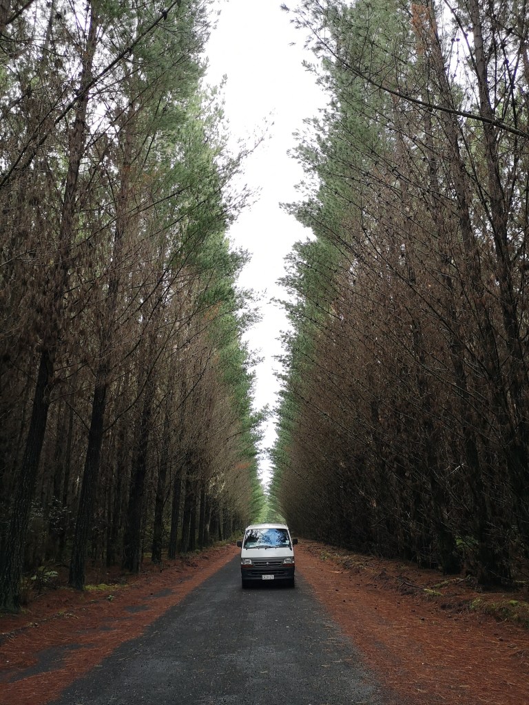Driving Through Pine Plantations