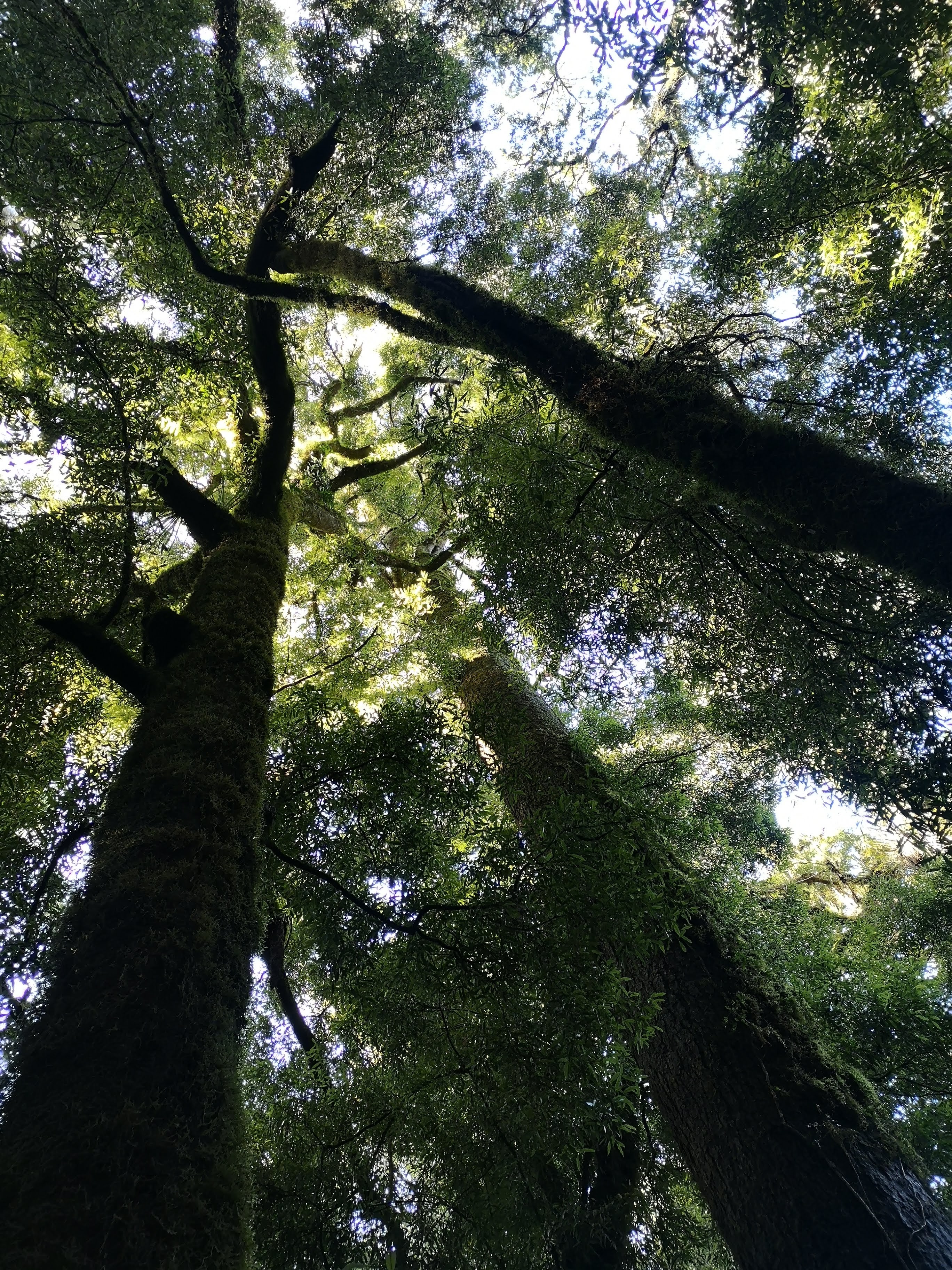 Whirinaki Track Tree Trunks